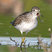 Solitary Sandpiper